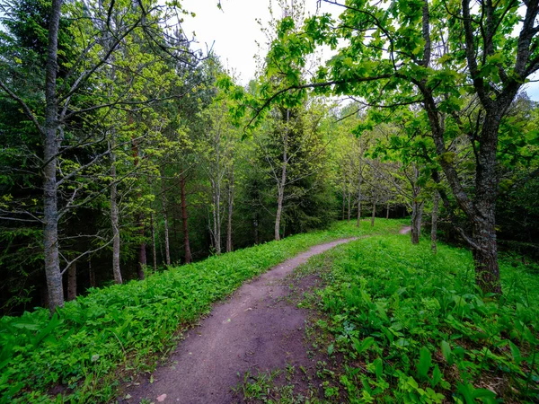 Carretera Grava Polvorienta Verano Verde Bosque Húmedo Fresco Perspectiva Por — Foto de Stock