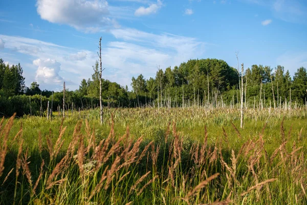 Yazlık kırsal alanlar ve üzerinde mavi gökyüzü olan ormanlar. Basit manzara
