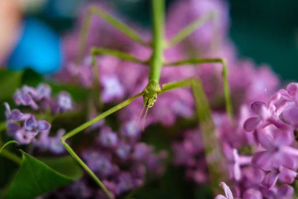 Small Stickbug Hiding Purple Lilac Tree Blur Background — Stock Photo, Image