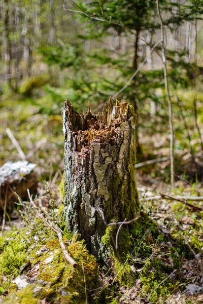 Stare Upadłe Drzewo Tupot Dzikim Lesie Suchych Korzeni Powietrzu — Zdjęcie stockowe