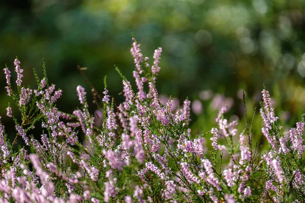 Bruyère Fleurissant Dans Forêt Été Grands Champs Dans Les Bois — Photo