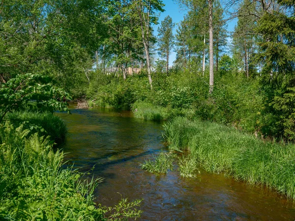 Lugn Skog Smal Älv Med Små Vattenfall Från Naturliga Klippor — Stockfoto