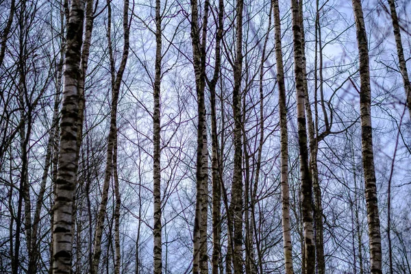 Parete Tronco Albero Astratto Vicino Campo Aperto Confine Della Foresta — Foto Stock