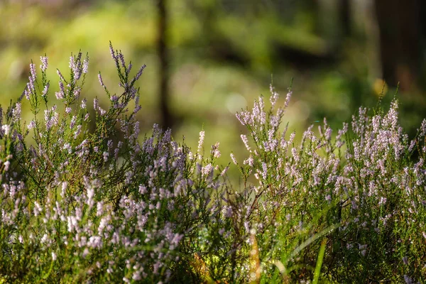 Heather yaz ormanında çiçek açıyor. Ormanda büyük tarlalar