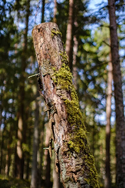 Alter Umgestürzter Baumstamm Stampft Wildem Wald Mit Trockenen Wurzeln Der — Stockfoto