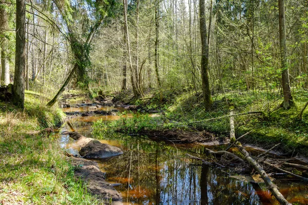 Sakin orman smal lriver doğal kayalardan küçük şelale ile. Kayaların ve ağaçların arasında akan sular,