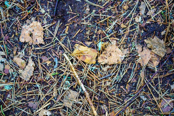 Yıkılmış ağaç gövdeleri ve dallarıyla bahar ormanı ayrıntıları. kaotik ülke vahşi ormanlık