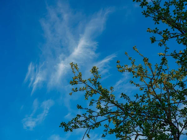 Bulanık arkaplan ve desenlerle mavi gökyüzüne karşı soyut ağaç dalları