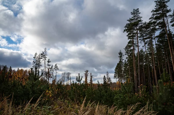 Sommerliche Felder Und Wälder Mit Blauem Himmel Darüber Einfache Landschaft — Stockfoto