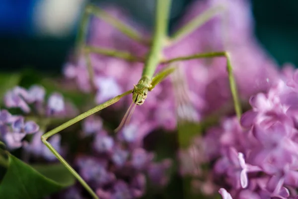 Small Stickbug Hiding Purple Lilac Tree Blur Background — Stock Photo, Image