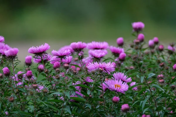 Fiori Estivi Viola Fioritura Giardino Campagna — Foto Stock