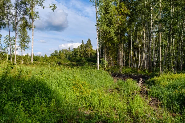 Champs Ruraux Été Forêts Avec Ciel Blu Dessus Paysage Simple — Photo