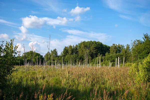 Yazlık kırsal alanlar ve üzerinde mavi gökyüzü olan ormanlar. Basit manzara