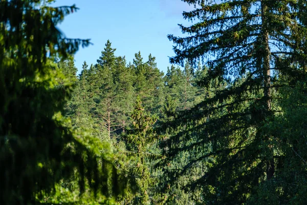 Bulanık arkaplan ve desenlerle mavi gökyüzüne karşı soyut ağaç dalları
