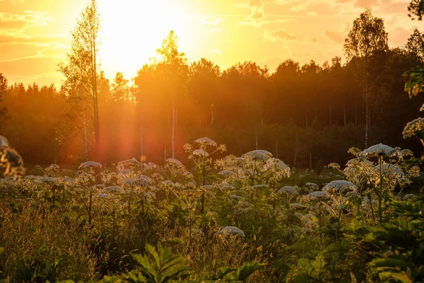 Campo Pastinaga Vaca Heracleum Sosnowsky Luz Pôr Sol Brilhante Verão — Fotografia de Stock