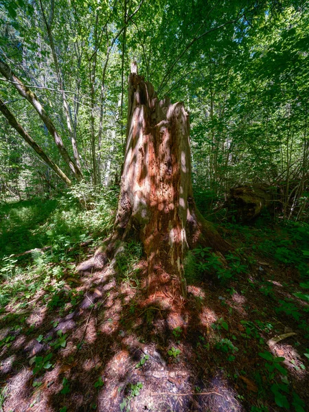 Viejo Tronco Árbol Caído Pisar Bosque Salvaje Con Raíces Secas — Foto de Stock