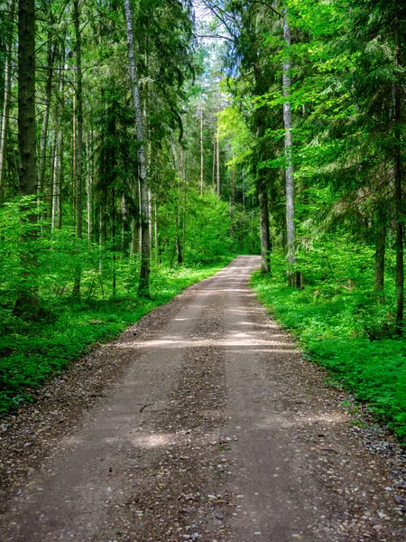 Estrada Cascalho Empoeirado Verão Verde Fresco Floresta Molhada Perspectiva Frente — Fotografia de Stock