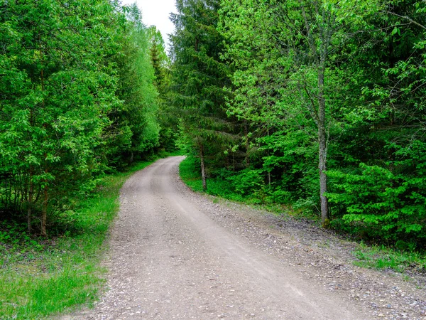 Estrada Cascalho Empoeirado Verão Verde Fresco Floresta Molhada Perspectiva Frente — Fotografia de Stock