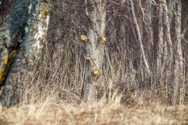 Jarní Stromy Bez Listí Mlhavém Dni Krajina Krajiny — Stock fotografie