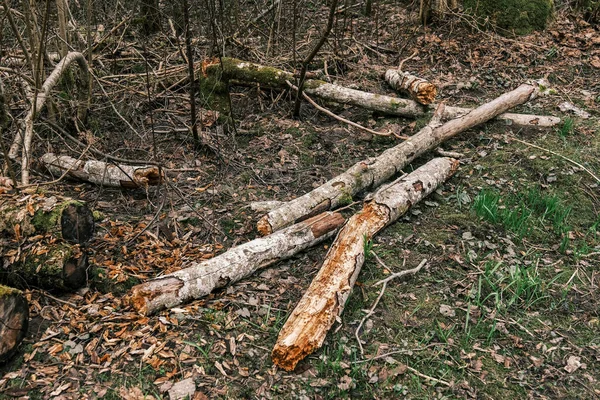 Viejo Tronco Árbol Caído Pisar Bosque Salvaje Con Raíces Secas — Foto de Stock