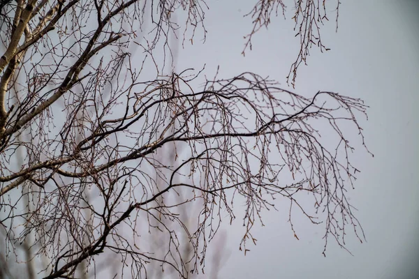 Alberi Primaverili Senza Foglie Nel Giorno Nebbioso Paesaggio Campagna — Foto Stock