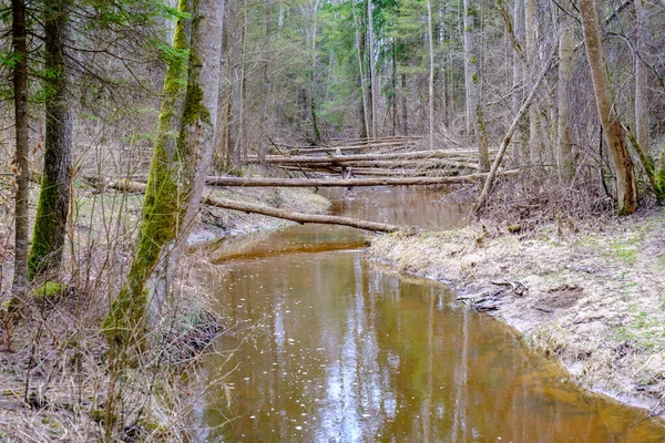 Calme Forêt Smal Lriver Avec Petite Cascade Roches Naturelles Eau — Photo