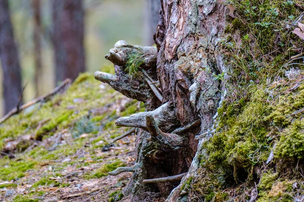 Stare Upadłe Drzewo Tupot Dzikim Lesie Suchych Korzeni Powietrzu — Zdjęcie stockowe