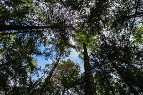 背景や模様がぼやけている青い空に対する抽象的な木の枝 — ストック写真