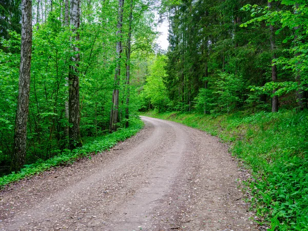 Stoffige Grindweg Zomer Groen Fris Nat Bos Vooruitzichten — Stockfoto