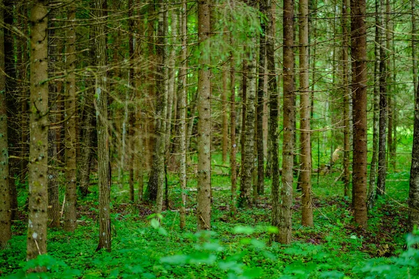 Parete Tronco Albero Astratto Vicino Campo Aperto Confine Della Foresta — Foto Stock