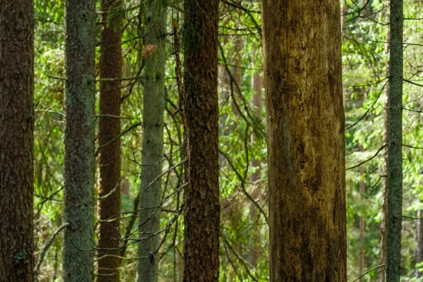 Стена Ствола Деревьев Рядом Открытым Полем Лесной Границей — стоковое фото