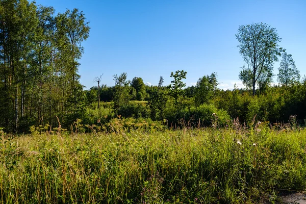 Campi Campagna Estivi Foreste Con Cielo Blu Sopra Paesaggio Semplice — Foto Stock
