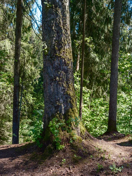 Oude Gevallen Boomstam Stampen Het Wild Bos Met Droge Wortels — Stockfoto