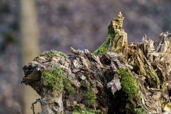 Eski ağaç gövdesi havada kurumuş kökleri olan vahşi ormanda tepiniyor.