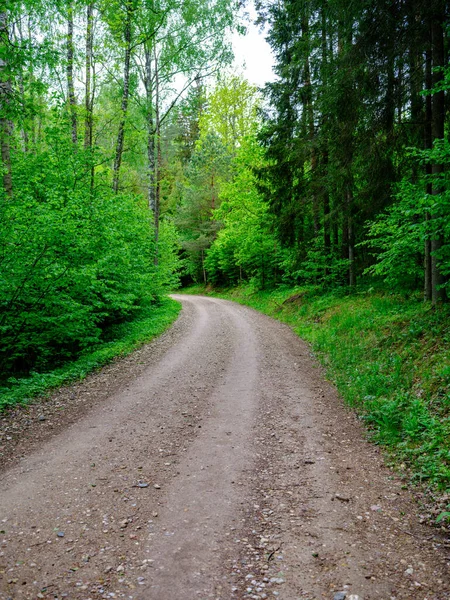 Carretera Grava Polvorienta Verano Verde Bosque Húmedo Fresco Perspectiva Por — Foto de Stock