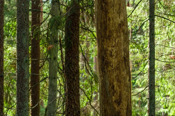 Açık arazinin yanındaki ağaç gövdesi duvarı ve ormanın sınırında.