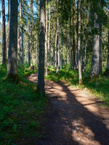 Strada Sterrata Polverosa Estate Verde Fresco Foresta Umida Prospettive Future — Foto Stock