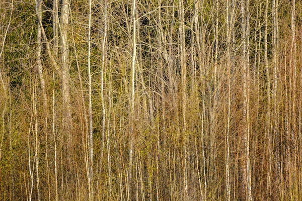 Parete Tronco Albero Astratto Vicino Campo Aperto Confine Della Foresta — Foto Stock