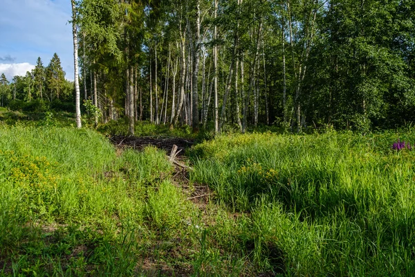 Sommerliche Felder Und Wälder Mit Blauem Himmel Darüber Einfache Landschaft — Stockfoto