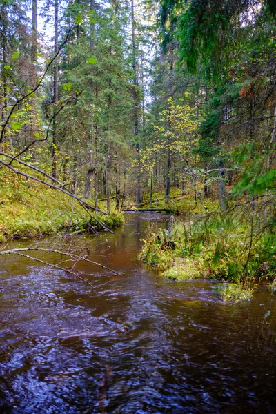 平静的森林小河 小瀑布从天然岩石 岩石和树木周围流淌的水 — 图库照片