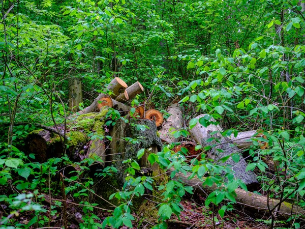 Viejo Tronco Árbol Caído Pisar Bosque Salvaje Con Raíces Secas — Foto de Stock