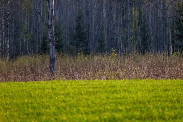 Abstraktní Stěna Kmene Poblíž Otevřeného Pole Okraje Lesa — Stock fotografie