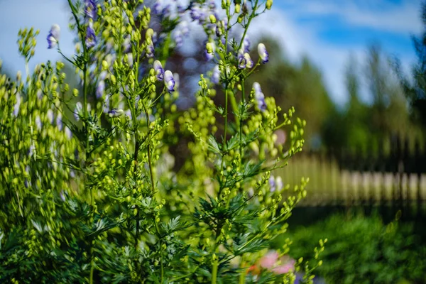 Abstrakte Äste Vor Blauem Himmel Mit Verschwommenem Hintergrund Und Mustern — Stockfoto