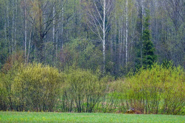 Açık arazinin yanındaki ağaç gövdesi duvarı ve ormanın sınırında.