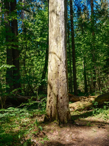 Eski ağaç gövdesi havada kurumuş kökleri olan vahşi ormanda tepiniyor.