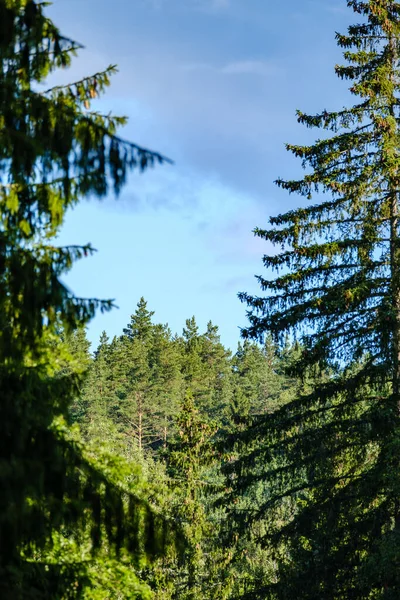 Bulanık arkaplan ve desenlerle mavi gökyüzüne karşı soyut ağaç dalları