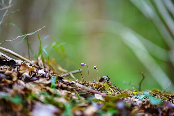 Laat Het Voorjaar Bos Details Met Gevallen Boomstammen Takken Chaotisch — Stockfoto