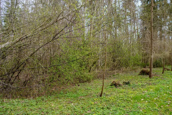 Abstrato Árvore Parede Tronco Perto Campo Aberto Borda Floresta — Fotografia de Stock