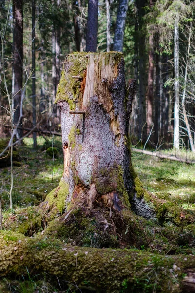 Vecchio Tronco Albero Caduto Calpestare Nella Foresta Selvaggia Con Radici — Foto Stock