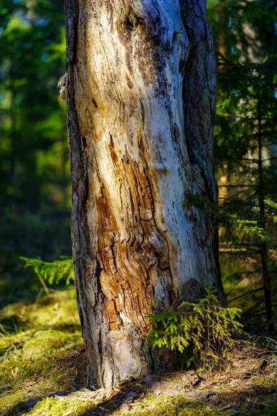 Yıkılmış Ağaç Gövdeleri Dallarıyla Bahar Ormanı Ayrıntıları Kaotik Ülke Vahşi — Stok fotoğraf